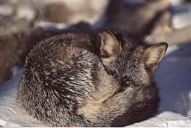 《这个CEO我当定了！》现已正式上线！首发35.1元