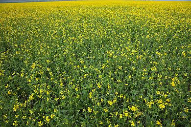 Xbox被FTC罚款2000万美元 因非法收集儿童数据